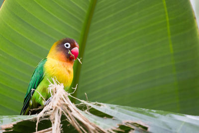 Close-up of bird perching on leaf