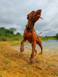 Dog standing on land against sky