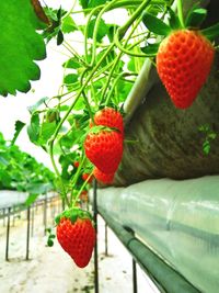 Close-up of strawberry on plant