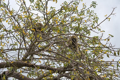 Low angle view of bird perching on tree