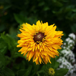Close-up of yellow flower