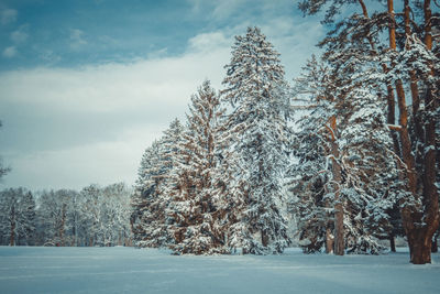 Trees in snow covered forest against sky