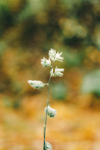 Close-up of flowering plant