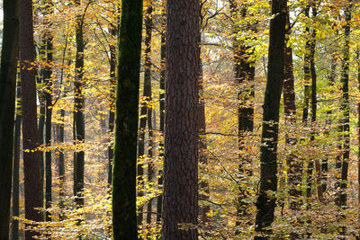 Trees in forest during autumn