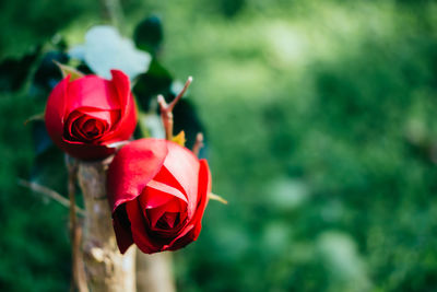 Close-up of red rose