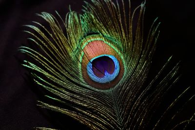 Close-up of peacock feather against black background