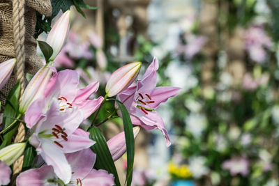 Close-up of pink flowering plant