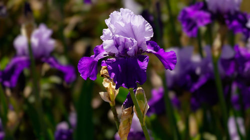 Close-up of purple flowering plants