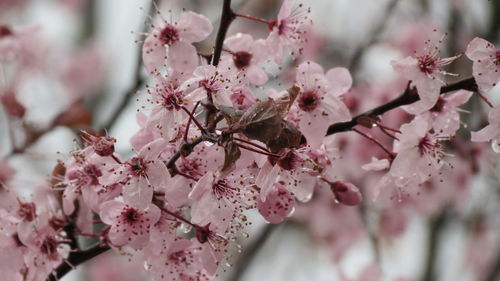 Close-up of pink cherry blossoms in spring