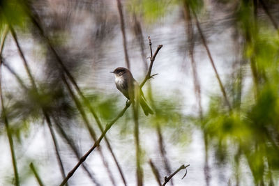 Bird perching on a branch