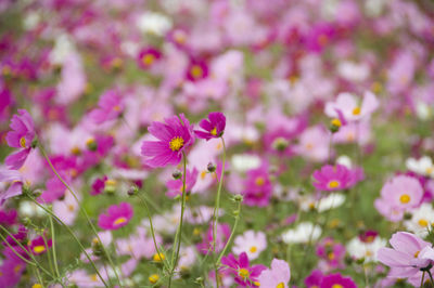 Close-up of pink flowering plants on field