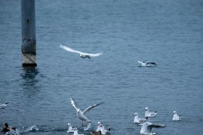 Seagulls flying over lake