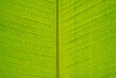 Full frame shot of green leaf