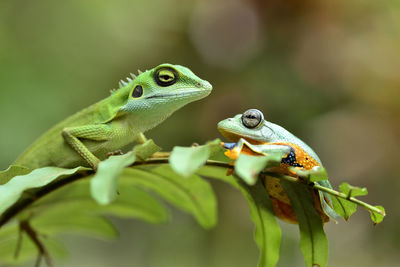 Close-up of frog on leaf