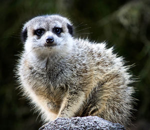 Close up of meerkat