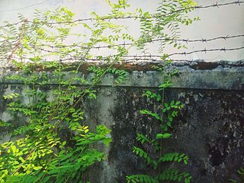 Low angle view of ivy on wall