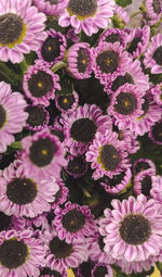 High angle view of pink flowering plants