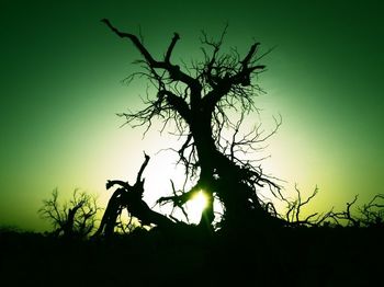 Bare trees on landscape