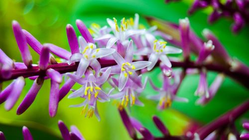 Close-up of pink flowers