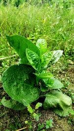 Close-up of plants growing on field