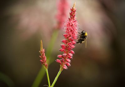 Close-up of bee pollinating on flower