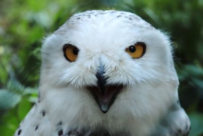 Close-up portrait of owl