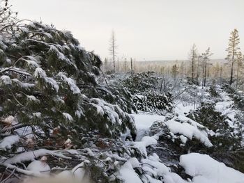 Snow covered land and trees against sky