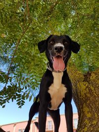 Portrait of a dog