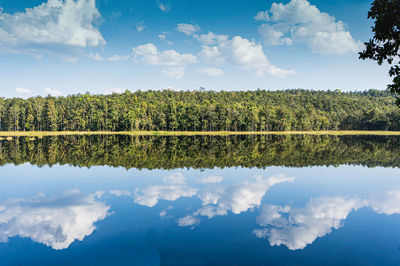 Scenic view of trees against sky