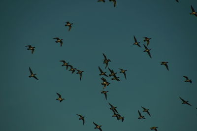 Low angle view of birds flying against clear sky