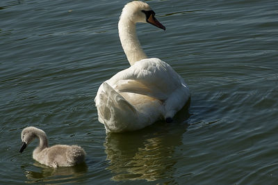 Swan swimming in lake