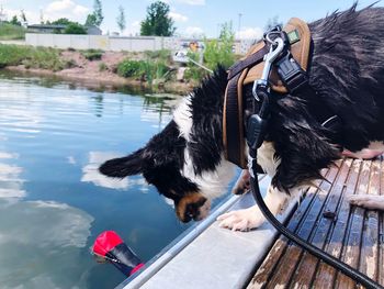 High angle view of dog on a water