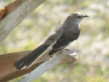 Bird perching on wooden wall