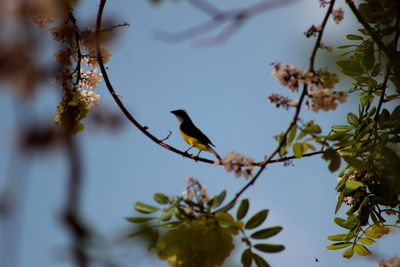 Low angle view of bird perching on tree against sky