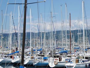 Sailboats moored in harbor