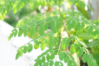 Close-up of green leaves