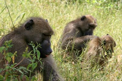 Monkeys in a forest