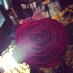 Close-up of red rose blooming outdoors