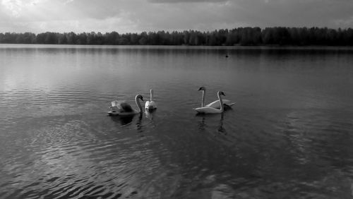 Swans swimming in lake