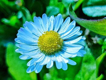 flowering plant