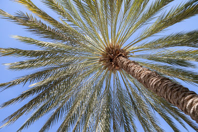 Low angle view of palm tree against clear sky