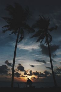 palm tree