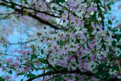 Low angle view of cherry blossoms in spring