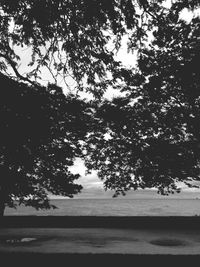 Trees against sky