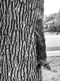 Close-up of lizard on tree trunk