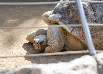 Close-up of turtle