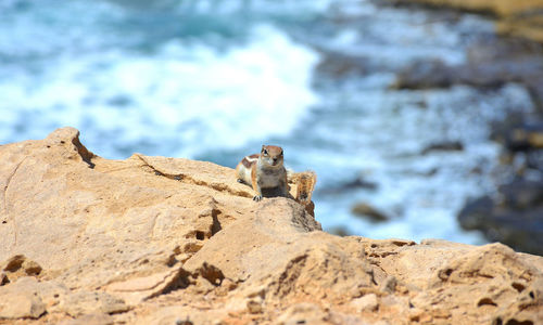 Squirrel on the top of the cliff with the ocean behind in fuerteventura, canary islands