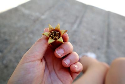 Close-up of hand holding apple