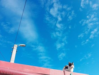 Low angle view of horse against blue sky