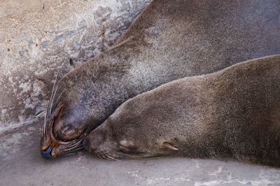 Close-up of turtle lying